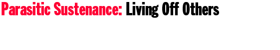 Parasitic Sustenance: Living Off Others